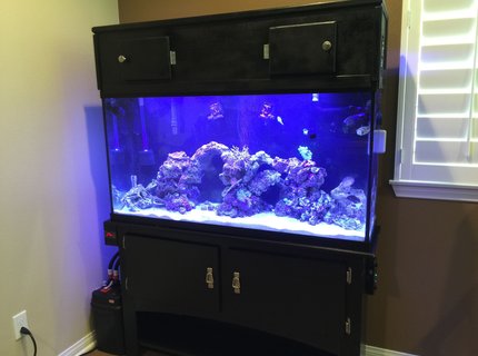 60 gallons saltwater fish tank (mostly fish, little/no live coral) - 60 gallon saltwater reef fish tank 60 gallons saltwater fish tank (mostly fish, little/no live coral) - 60 gallon saltwater reef fish tank