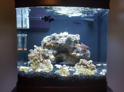 12 gallons saltwater fish tank (mostly fish, little/no live coral) - Midnight Black Clowns
Blue Eyed Candy Cane Cardinals
Emerald crabs
Tank is 2 moths old, last fish to add will be a goby of some kind, new lights coming soon, then a few corals 12 gallons saltwater fish tank (mostly fish, little/no live coral) - Midnight Black Clowns
Blue Eyed Candy Cane Cardinals
Emerald crabs
Tank is 2 moths old, last fish to add will be a goby of some kind, new lights coming soon, then a few corals