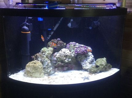 125 gallons saltwater fish tank (mostly fish, little/no live coral) - live sand, live rock, damsels occellaris clowns, sand sifting starfish, snails, peppermint shrimp, tidal 75 filter, sterilizer, and protien skimmer 54 corner tank 125 gallons saltwater fish tank (mostly fish, little/no live coral) - live sand, live rock, damsels occellaris clowns, sand sifting starfish, snails, peppermint shrimp, tidal 75 filter, sterilizer, and protien skimmer 54 corner tank