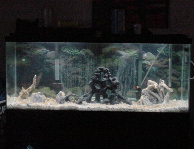 55 gallons saltwater fish tank (mostly fish, little/no live coral) 55 gallons saltwater fish tank (mostly fish, little/no live coral)