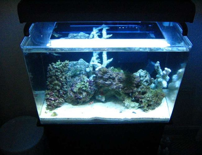 20 gallons saltwater fish tank (mostly fish, little/no live coral) - my tank 20 gallons saltwater fish tank (mostly fish, little/no live coral) - my tank