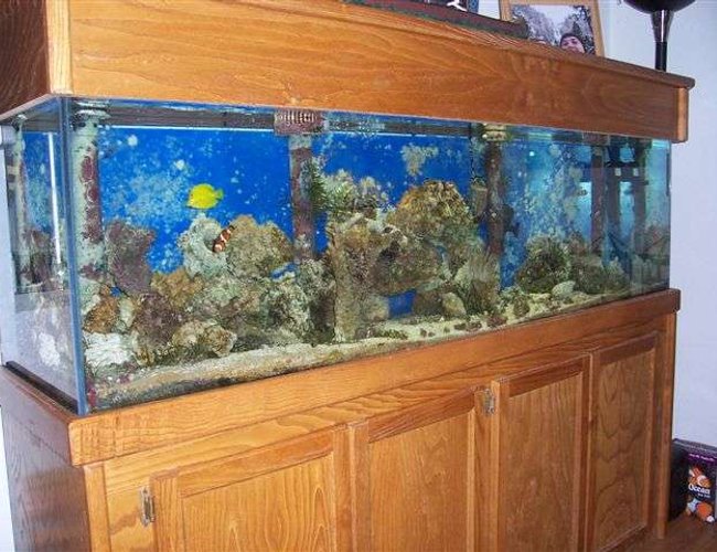 125 gallons saltwater fish tank (mostly fish, little/no live coral) - 125gal,95lbs live rock/2clowns,1y tang,lawn mower blenny,purple tip anem 125 gallons saltwater fish tank (mostly fish, little/no live coral) - 125gal,95lbs live rock/2clowns,1y tang,lawn mower blenny,purple tip anem