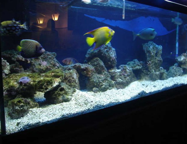 90 gallons saltwater fish tank (mostly fish, little/no live coral) - old pic of 125 no longer have it!! 90 set up now waiting to get a good pic 90 gallons saltwater fish tank (mostly fish, little/no live coral) - old pic of 125 no longer have it!! 90 set up now waiting to get a good pic