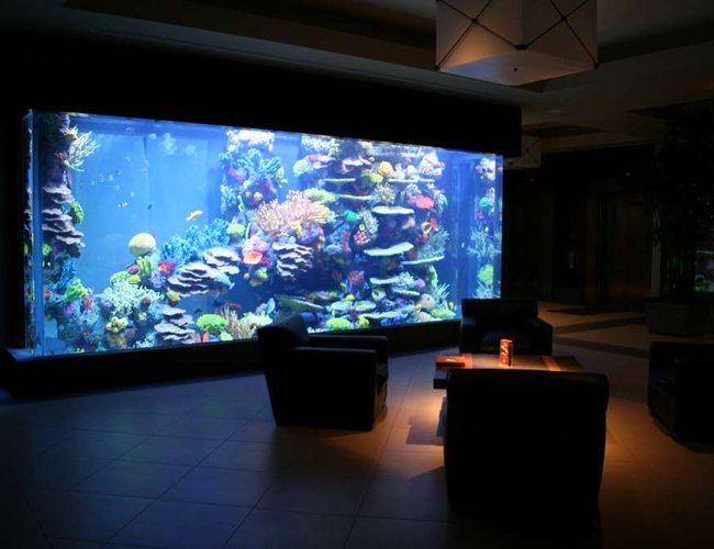 175 gallons saltwater fish tank (mostly fish, little/no live coral) - 8000g fish only 175 gallons saltwater fish tank (mostly fish, little/no live coral) - 8000g fish only