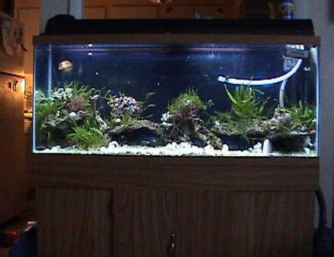 60 gallons saltwater fish tank (mostly fish, little/no live coral) - Live Rock, plants, coral, soft coral, hard coral, sea urchin, starfish, plants, arrow crab, clams, anenome's, feather duster, sponges. 60 gallons saltwater fish tank (mostly fish, little/no live coral) - Live Rock, plants, coral, soft coral, hard coral, sea urchin, starfish, plants, arrow crab, clams, anenome's, feather duster, sponges.