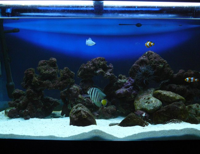 60 gallons saltwater fish tank (mostly fish, little/no live coral) - my tank 60 gallons saltwater fish tank (mostly fish, little/no live coral) - my tank