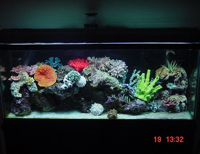 55 gallons saltwater fish tank (mostly fish, little/no live coral) - 55 gallon marine tank with 85 pounds of cured live figi rock! 55 gallons saltwater fish tank (mostly fish, little/no live coral) - 55 gallon marine tank with 85 pounds of cured live figi rock!