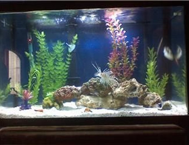 45 gallons saltwater fish tank (mostly fish, little/no live coral) - My 40 Gal Saltwater tank, upgrading to 75 soon! 45 gallons saltwater fish tank (mostly fish, little/no live coral) - My 40 Gal Saltwater tank, upgrading to 75 soon!