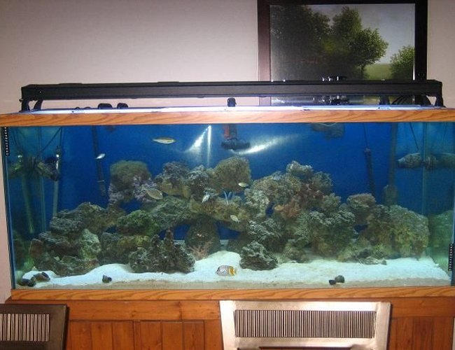 220 gallons saltwater fish tank (mostly fish, little/no live coral) - 220g 220 gallons saltwater fish tank (mostly fish, little/no live coral) - 220g