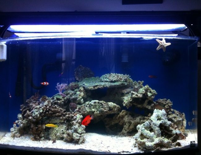 46 gallons saltwater fish tank (mostly fish, little/no live coral) - Front View of my 46 gallon bowfront 3 months old 46 gallons saltwater fish tank (mostly fish, little/no live coral) - Front View of my 46 gallon bowfront 3 months old
