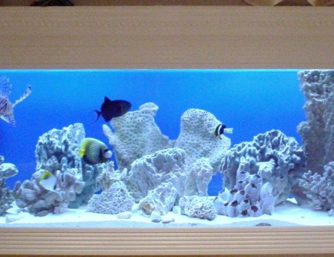 150 gallons saltwater fish tank (mostly fish, little/no live coral) - 150 Gallon FOWLR In Wall Saltwater Tank 150 gallons saltwater fish tank (mostly fish, little/no live coral) - 150 Gallon FOWLR In Wall Saltwater Tank
