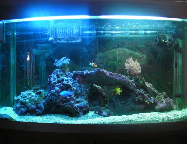 46 gallons saltwater fish tank (mostly fish, little/no live coral) - 200 Lt Tank.
Contains:Coral beauty angelfish, Royal gramma, Banggai cardinal, Percula clown, Blue damsel, Yellowtail damsel, Mandarin, Yellow tang, Bubble-tip anemone, live rock, couple of corals. 46 gallons saltwater fish tank (mostly fish, little/no live coral) - 200 Lt Tank.
Contains:Coral beauty angelfish, Royal gramma, Banggai cardinal, Percula clown, Blue damsel, Yellowtail damsel, Mandarin, Yellow tang, Bubble-tip anemone, live rock, couple of corals.