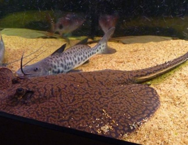200 gallons saltwater fish tank (mostly fish, little/no live coral) - Reticulated Ray and Vulture Catfish
Having a cuddle!
Wrong catagory again help!! 200 gallons saltwater fish tank (mostly fish, little/no live coral) - Reticulated Ray and Vulture Catfish
Having a cuddle!
Wrong catagory again help!!