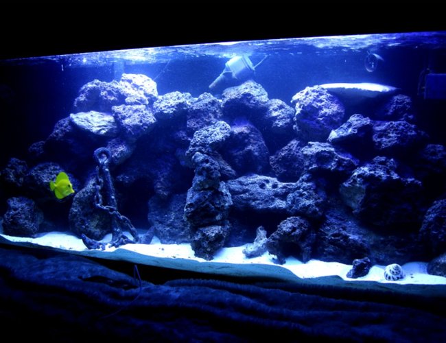 100 gallons saltwater fish tank (mostly fish, little/no live coral) - 100 gallon reef tank. corals consist of mushrooms, buttons, leathers, hammer corals, and some other that i am not sure of but are in there. 100 gallons saltwater fish tank (mostly fish, little/no live coral) - 100 gallon reef tank. corals consist of mushrooms, buttons, leathers, hammer corals, and some other that i am not sure of but are in there.