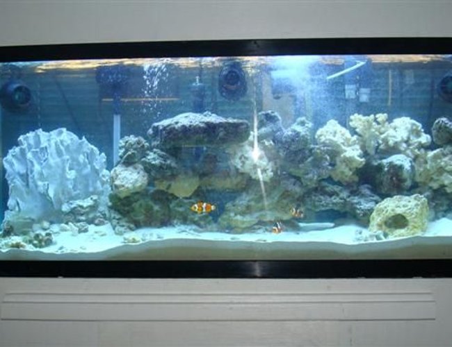 55 gallons saltwater fish tank (mostly fish, little/no live coral) - My 55 gallon with 300 watt power compact lights, fluval 405 filter, 3 hydor coralia powerheads, 3 clowns and dragon wrasse 55 gallons saltwater fish tank (mostly fish, little/no live coral) - My 55 gallon with 300 watt power compact lights, fluval 405 filter, 3 hydor coralia powerheads, 3 clowns and dragon wrasse