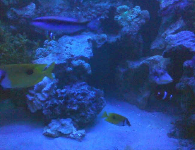 125 gallons saltwater fish tank (mostly fish, little/no live coral) - quiet time 125 gallons saltwater fish tank (mostly fish, little/no live coral) - quiet time