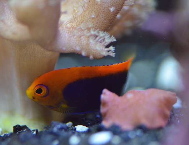 29 gallons saltwater fish tank (mostly fish, little/no live coral) - Flameback Angel 29 gallons saltwater fish tank (mostly fish, little/no live coral) - Flameback Angel