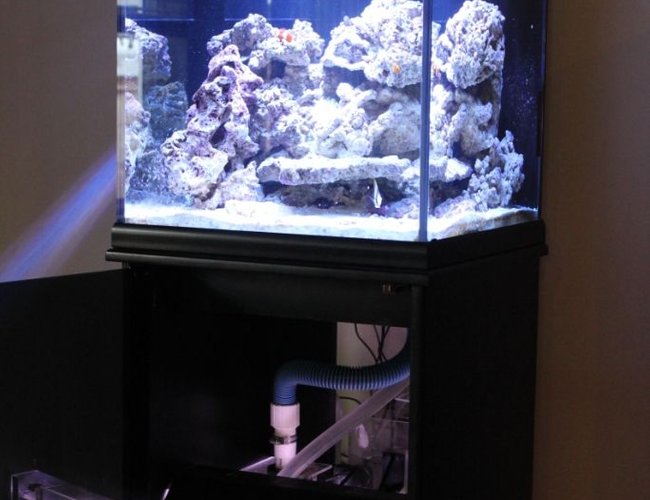 35 gallons saltwater fish tank (mostly fish, little/no live coral) - front view 35 gallons saltwater fish tank (mostly fish, little/no live coral) - front view