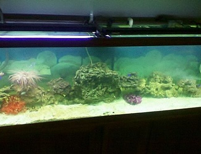 125 gallons saltwater fish tank (mostly fish, little/no live coral) - 125 gallon tank with live rock
damsels, clown fish, anomne, crabs and choclate star 125 gallons saltwater fish tank (mostly fish, little/no live coral) - 125 gallon tank with live rock
damsels, clown fish, anomne, crabs and choclate star