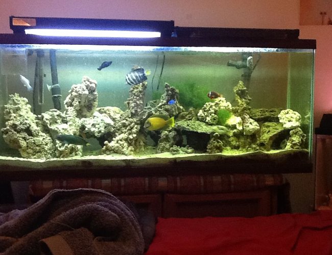 55 gallons saltwater fish tank (mostly fish, little/no live coral) - my 1st saltwater tank 55 gallons saltwater fish tank (mostly fish, little/no live coral) - my 1st saltwater tank