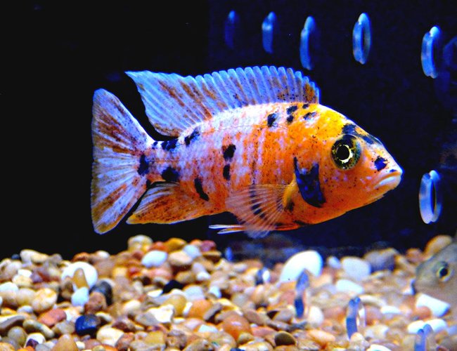 125 gallons saltwater fish tank (mostly fish, little/no live coral) - Orange Splash OB Peacock 125 gallons saltwater fish tank (mostly fish, little/no live coral) - Orange Splash OB Peacock