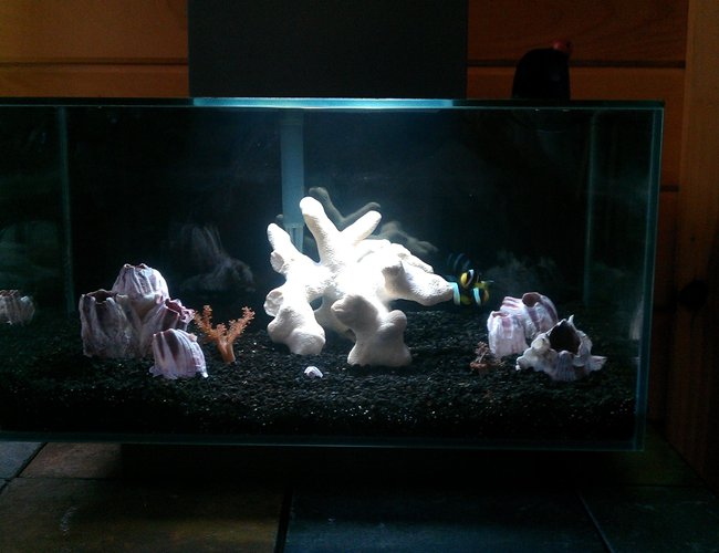 6 gallons saltwater fish tank (mostly fish, little/no live coral) - 6g Salt
2 black sebae clowns
2 kenya trees
1 cleaner shrimp 6 gallons saltwater fish tank (mostly fish, little/no live coral) - 6g Salt
2 black sebae clowns
2 kenya trees
1 cleaner shrimp