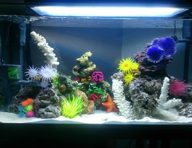 35 gallons saltwater fish tank (mostly fish, little/no live coral) - 30 Gallon FOWLR Tank 35 gallons saltwater fish tank (mostly fish, little/no live coral) - 30 Gallon FOWLR Tank