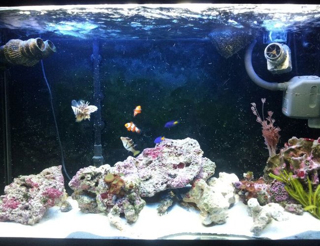 90 gallons saltwater fish tank (mostly fish, little/no live coral) - Another of the tank 90 gallons saltwater fish tank (mostly fish, little/no live coral) - Another of the tank
