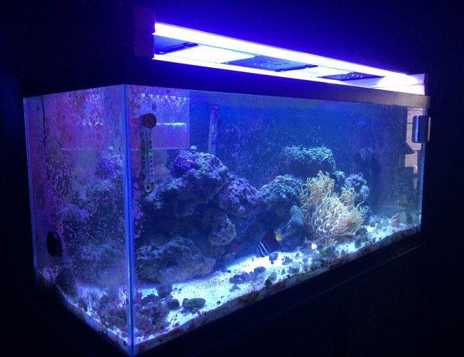 75 gallons saltwater fish tank (mostly fish, little/no live coral) - 75 gal 75 gallons saltwater fish tank (mostly fish, little/no live coral) - 75 gal