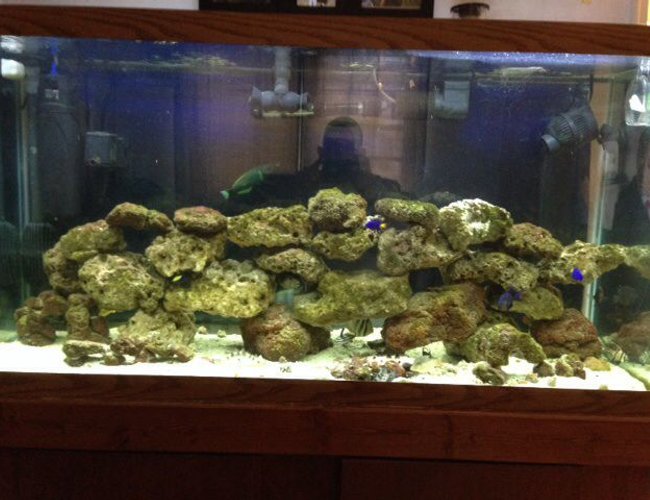 90 gallons saltwater fish tank (mostly fish, little/no live coral) - 90 gallon salt water tank w/live rock 90 gallons saltwater fish tank (mostly fish, little/no live coral) - 90 gallon salt water tank w/live rock