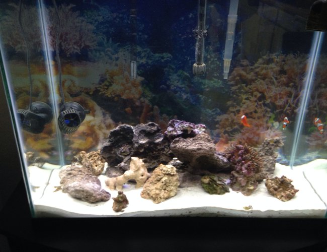 56 gallons saltwater fish tank (mostly fish, little/no live coral) - My tank 56 gallons saltwater fish tank (mostly fish, little/no live coral) - My tank