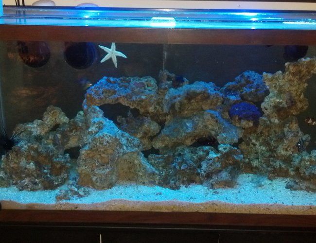 40 gallons saltwater fish tank (mostly fish, little/no live coral) - tank 40 gallons saltwater fish tank (mostly fish, little/no live coral) - tank