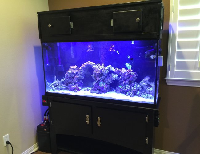 60 gallons saltwater fish tank (mostly fish, little/no live coral) - 60 gallon saltwater reef fish tank 60 gallons saltwater fish tank (mostly fish, little/no live coral) - 60 gallon saltwater reef fish tank