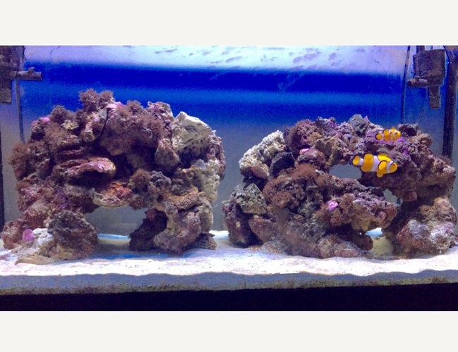 46 gallons saltwater fish tank (mostly fish, little/no live coral) - My 2 clowns 46 gallons saltwater fish tank (mostly fish, little/no live coral) - My 2 clowns