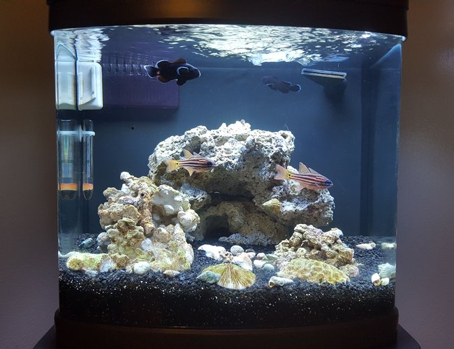 12 gallons saltwater fish tank (mostly fish, little/no live coral) - Midnight Black Clowns
Blue Eyed Candy Cane Cardinals
Emerald crabs
Tank is 2 moths old, last fish to add will be a goby of some kind, new lights coming soon, then a few corals 12 gallons saltwater fish tank (mostly fish, little/no live coral) - Midnight Black Clowns
Blue Eyed Candy Cane Cardinals
Emerald crabs
Tank is 2 moths old, last fish to add will be a goby of some kind, new lights coming soon, then a few corals