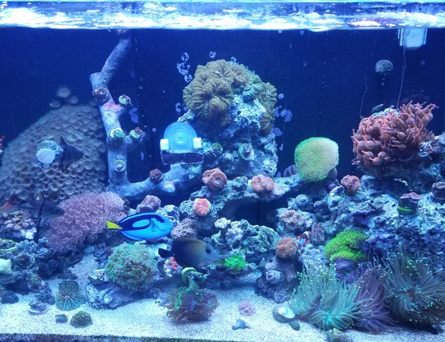 30 gallons saltwater fish tank (mostly fish, little/no live coral) - Started back up a year ago. Red sea 250 tank. 30 gallons saltwater fish tank (mostly fish, little/no live coral) - Started back up a year ago. Red sea 250 tank.