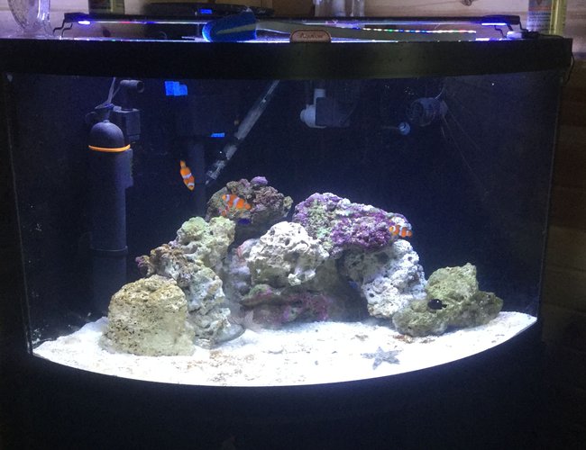 125 gallons saltwater fish tank (mostly fish, little/no live coral) - live sand, live rock, damsels occellaris clowns, sand sifting starfish, snails, peppermint shrimp, tidal 75 filter, sterilizer, and protien skimmer 54 corner tank 125 gallons saltwater fish tank (mostly fish, little/no live coral) - live sand, live rock, damsels occellaris clowns, sand sifting starfish, snails, peppermint shrimp, tidal 75 filter, sterilizer, and protien skimmer 54 corner tank