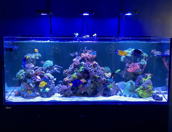 165 gallons saltwater fish tank (mostly fish, little/no live coral) - Reef wonders 165 gallons saltwater fish tank (mostly fish, little/no live coral) - Reef wonders