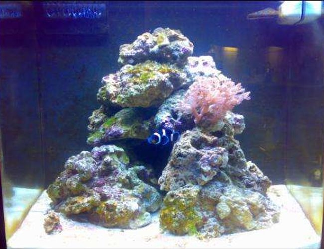 24 gallons saltwater fish tank (mostly fish, little/no live coral) - here is my nano cube 24 with a black and white clownfish and a sixline wrasse 24 gallons saltwater fish tank (mostly fish, little/no live coral) - here is my nano cube 24 with a black and white clownfish and a sixline wrasse