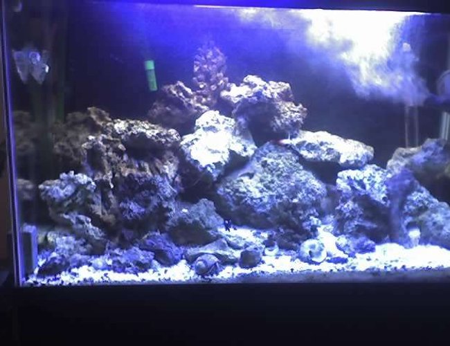 72 gallons saltwater fish tank (mostly fish, little/no live coral) - Nite time! 72 gallons saltwater fish tank (mostly fish, little/no live coral) - Nite time!