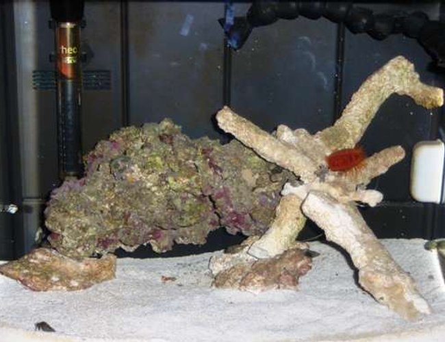 12 gallons saltwater fish tank (mostly fish, little/no live coral) - This is the tank that i got for my birthday, and i absolutely love it.. 12 gallons saltwater fish tank (mostly fish, little/no live coral) - This is the tank that i got for my birthday, and i absolutely love it..