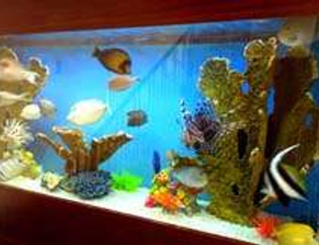 250 gallons saltwater fish tank (mostly fish, little/no live coral) - Consists mostly of tangs & a pair of lionfish. 250 gallons saltwater fish tank (mostly fish, little/no live coral) - Consists mostly of tangs & a pair of lionfish.