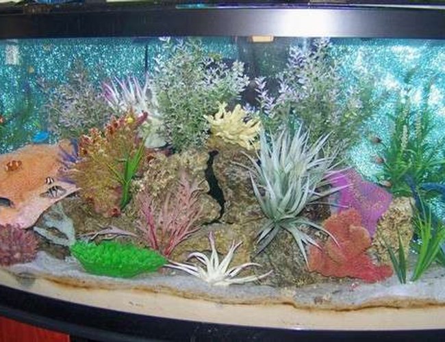 72 gallons saltwater fish tank (mostly fish, little/no live coral) - 72 Bow Front FOWLER 72 gallons saltwater fish tank (mostly fish, little/no live coral) - 72 Bow Front FOWLER