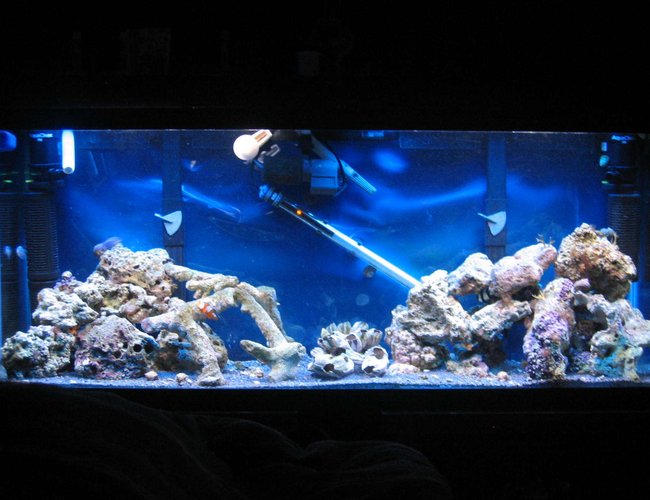 55 gallons saltwater fish tank (mostly fish, little/no live coral) - Recent Pic 55 gallons saltwater fish tank (mostly fish, little/no live coral) - Recent Pic
