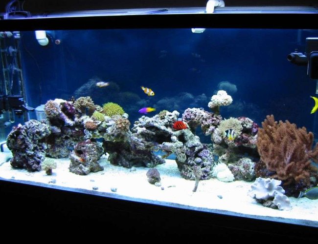 90 gallons saltwater fish tank (mostly fish, little/no live coral) - My new tank with little corals and some fishes 90 gallons saltwater fish tank (mostly fish, little/no live coral) - My new tank with little corals and some fishes