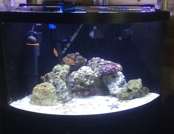 125 gallons saltwater fish tank (mostly fish, little/no live coral) - live sand, live rock, damsels occellaris clowns, sand sifting starfish, snails, peppermint shrimp, tidal 75 filter, sterilizer, and protien skimmer 54 corner tank 125 gallons saltwater fish tank (mostly fish, little/no live coral) - live sand, live rock, damsels occellaris clowns, sand sifting starfish, snails, peppermint shrimp, tidal 75 filter, sterilizer, and protien skimmer 54 corner tank