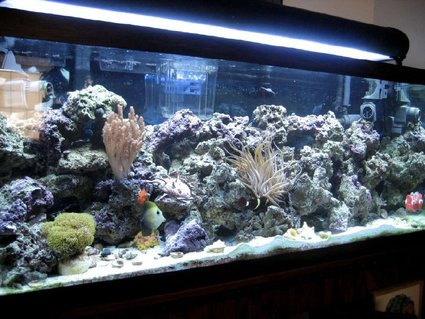Rated #6: 75 Gallons Saltwater Fish Tank - I love this hobby. Rated #6: 75 Gallons Saltwater Fish Tank - I love this hobby.