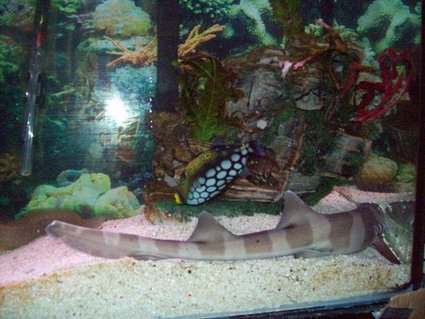 Rated #54: 90 Gallons Saltwater Fish Tank - clown trigger + banded shark Rated #54: 90 Gallons Saltwater Fish Tank - clown trigger + banded shark