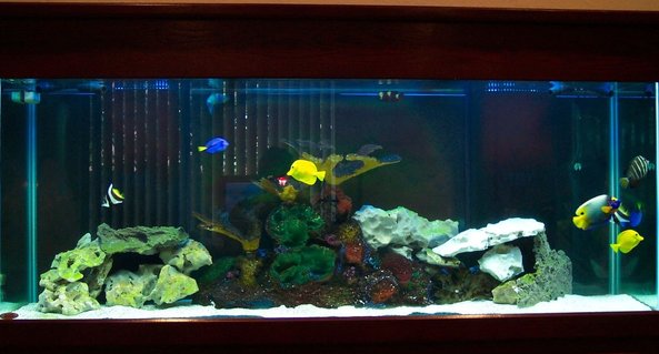 Rated #12: 150 Gallons Saltwater Fish Tank - My 150 Gallon Salt Water (Fish Only) tank. Rated #12: 150 Gallons Saltwater Fish Tank - My 150 Gallon Salt Water (Fish Only) tank.