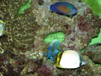 Rated #55: 120 Gallons Saltwater Fish Tank - Blue Face Angle looking at me. Rated #55: 120 Gallons Saltwater Fish Tank - Blue Face Angle looking at me.